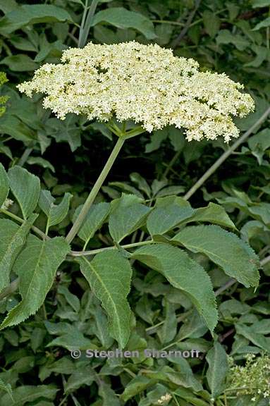 sambucus nigra ssp caerulea 6 graphic